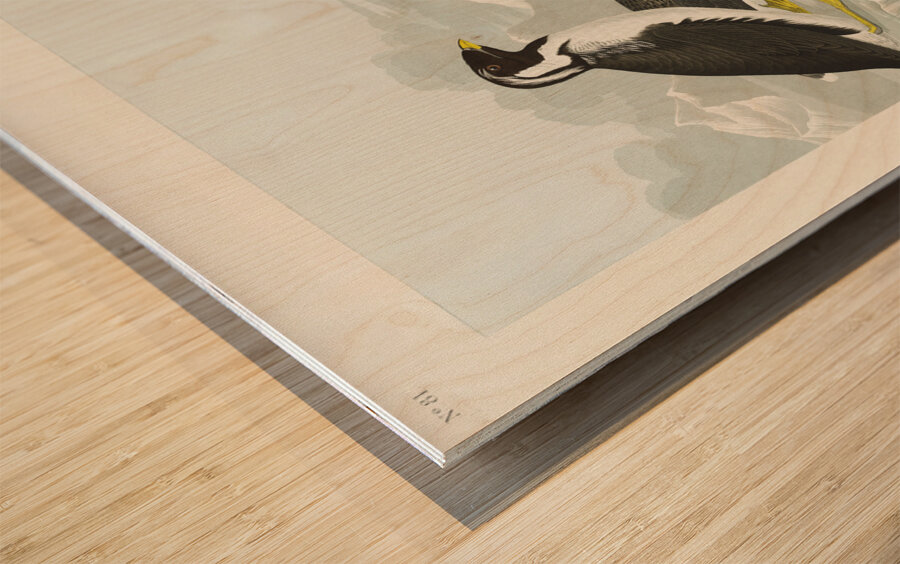 Black-throated Guillemot Nobbed-billed Auk Curled-crested Auk and Horned-billed Guillemot Wood print