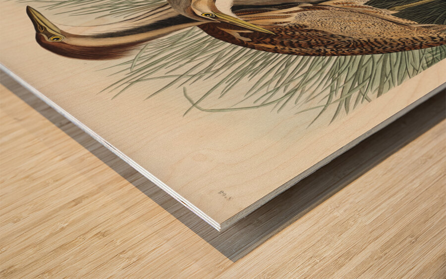 American Bittern Wood print