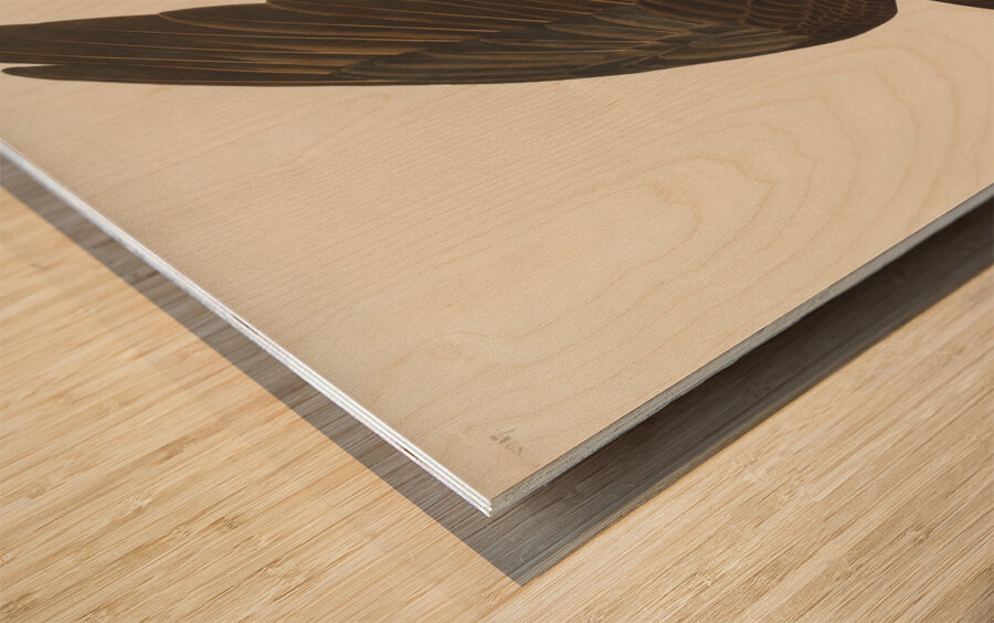 Fish Hawk or Osprey Wood print