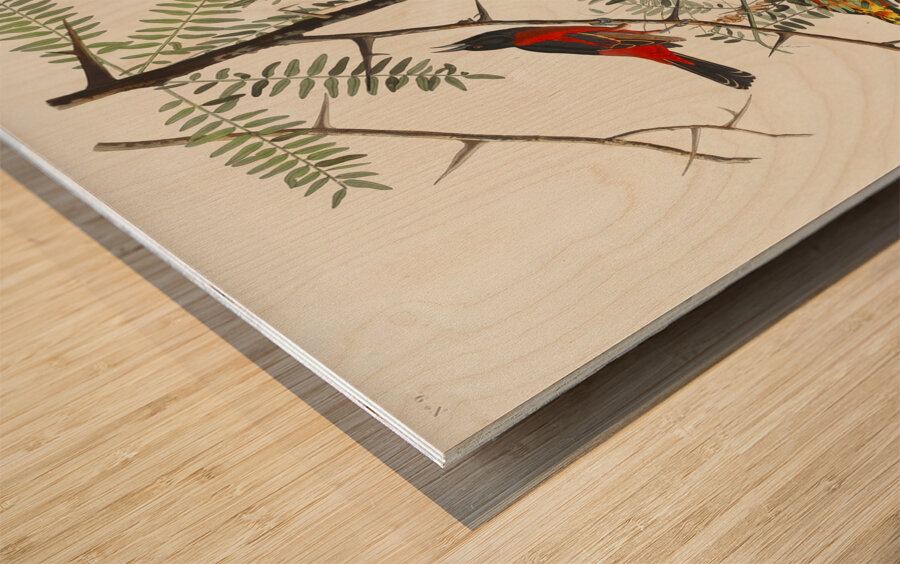 Orchard Oriole Wood print