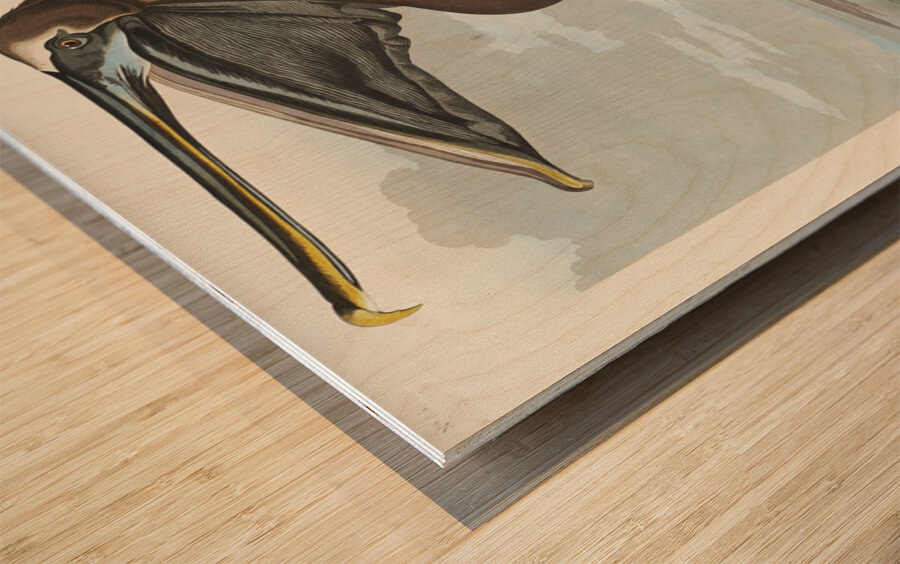 Brown Pelican Wood print