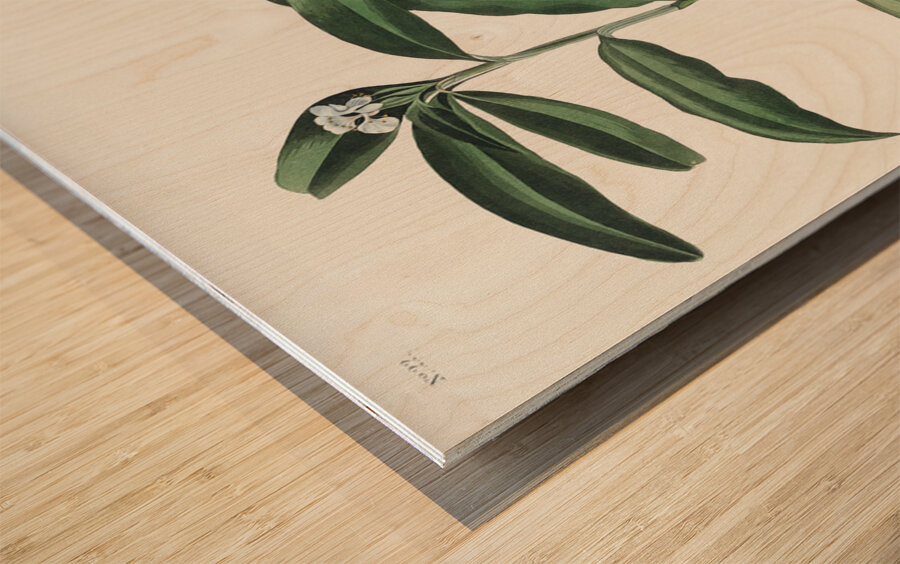 Hooded Warbler Wood print