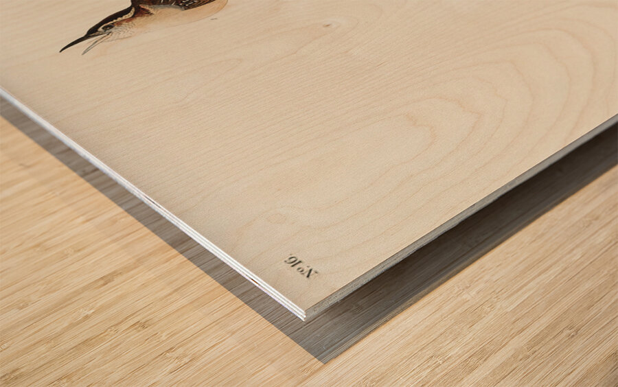 Great Carolina Wren Wood print