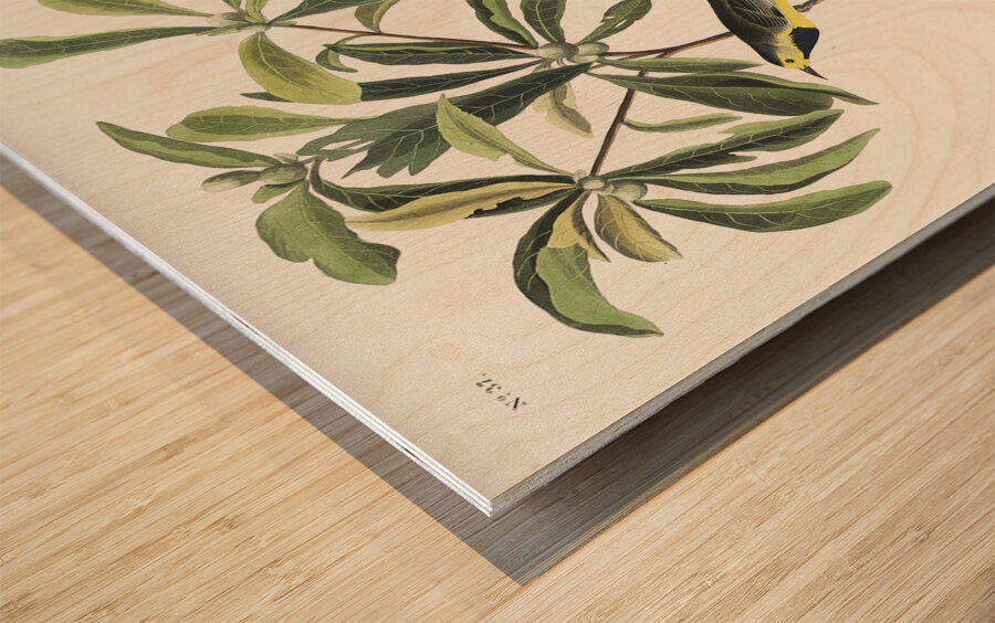 Bachmans Warbler Wood print