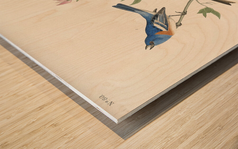 Lazuli Finch Clay-coloured Finch Oregon Snow Finch Wood print