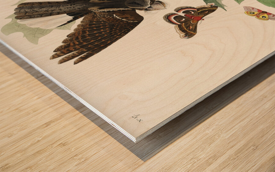 Whip-poor-will Wood print