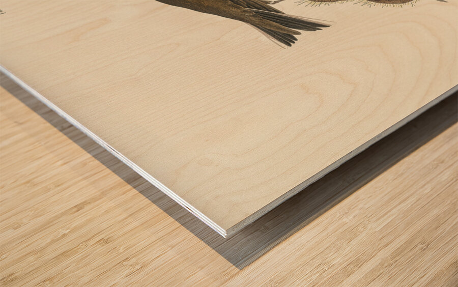 Brown Lark Wood print