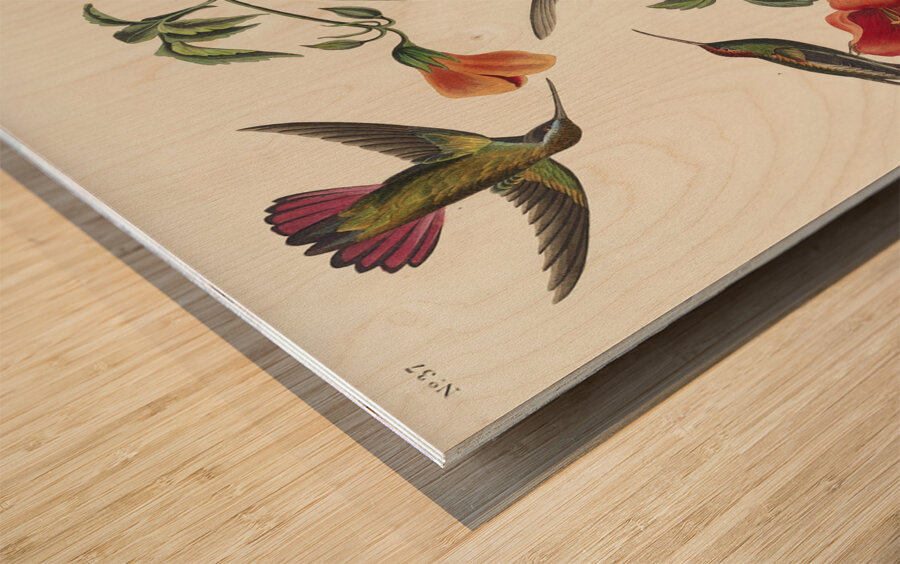 Mango Hummingbird Wood print