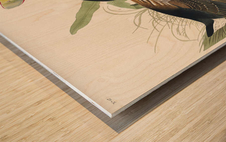 Mango Hummingbird Wood print