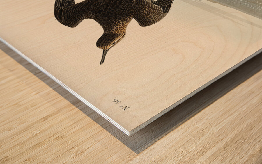 Purple Finch Wood print