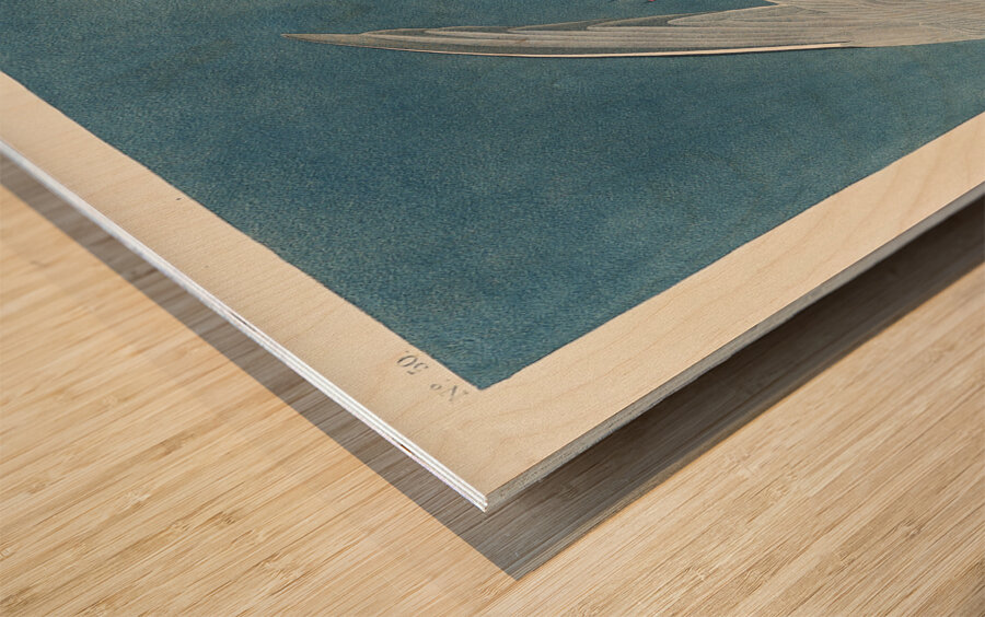 Arctic Tern Wood print