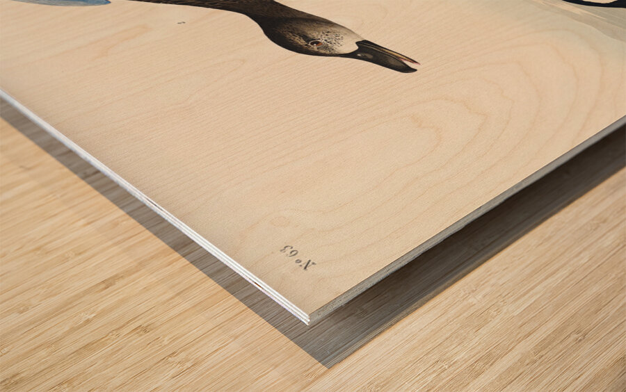 Blue-Winged Teal Wood print