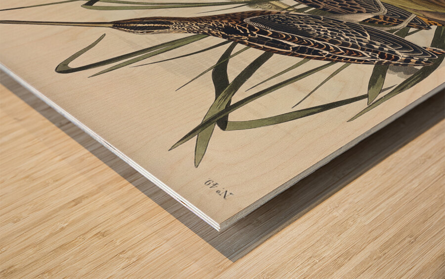 American Snipe Wood print