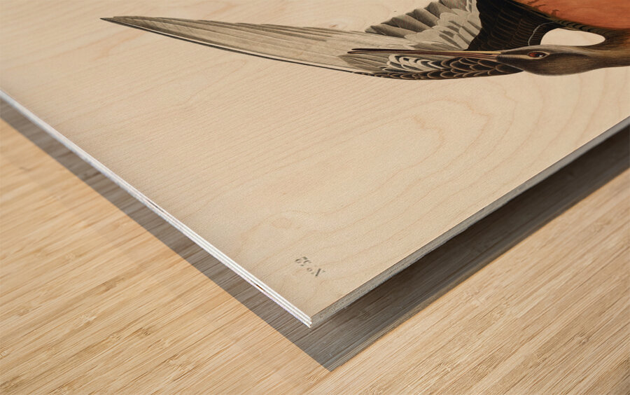 Hudsonian Godwit Wood print