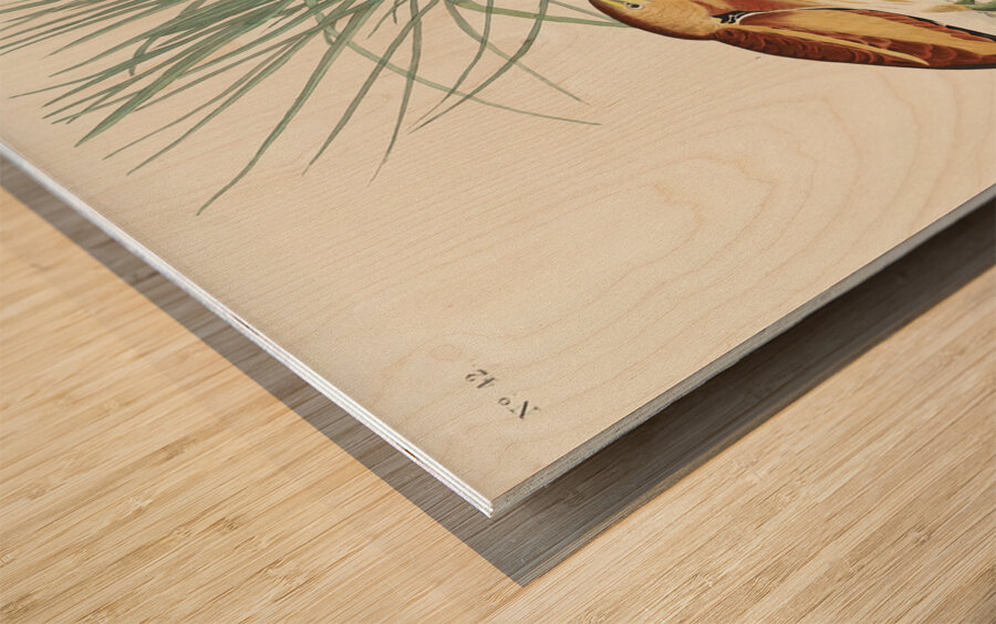 Hudsonian Godwit Wood print