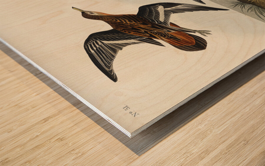 Red Phalarope Wood print