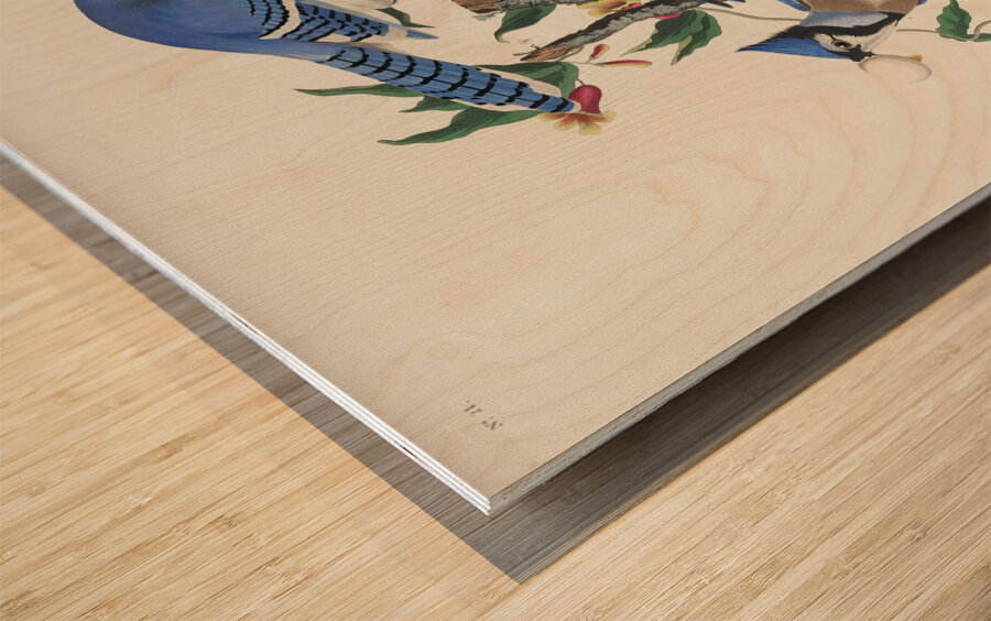 Blue Jay Wood print