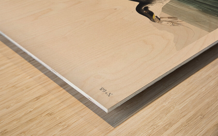 Little Auk Wood print