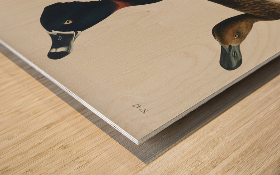 Ring-necked Duck Wood print