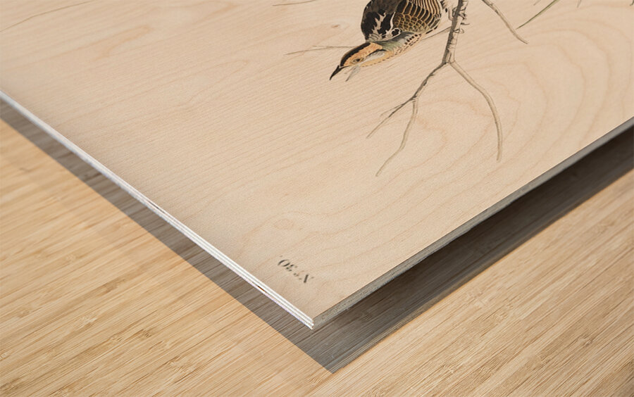 Sharp-tailed Finch Wood print
