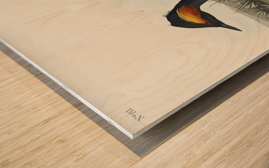 Eared Grebe Wood print