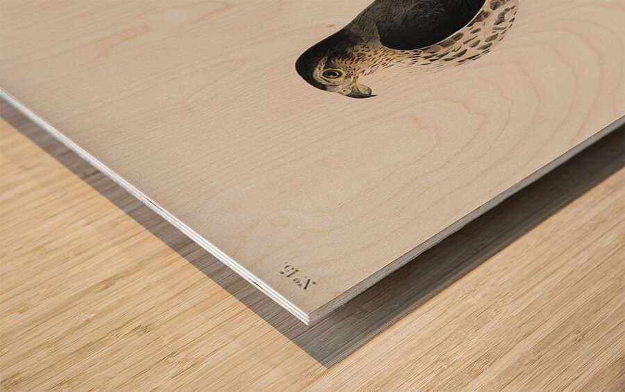 Le Petit Caporal Wood print