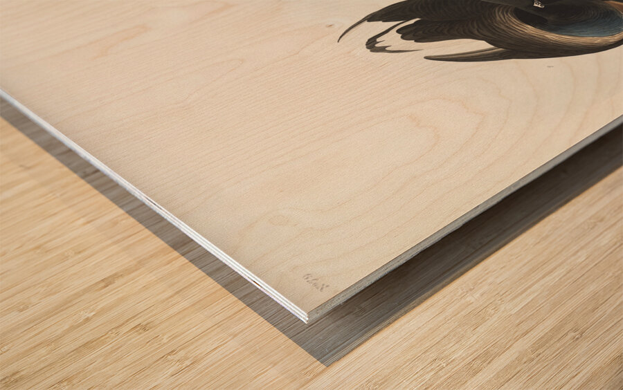 Brant Goose Wood print