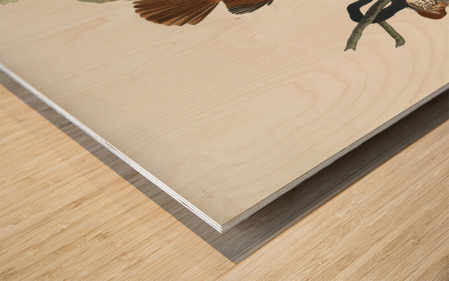 Ferruginous Thrush Wood print