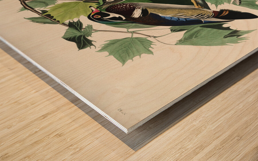 Summer or Wood Duck Wood print