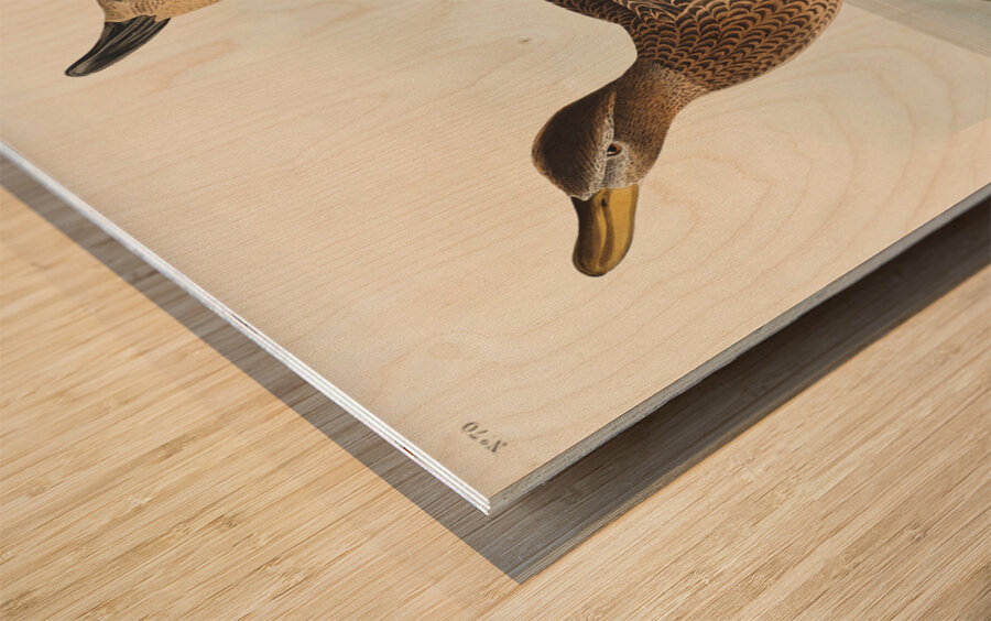 Gadwall Duck Wood print