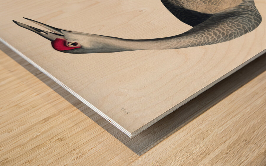 Hooping Crane Impression sur bois