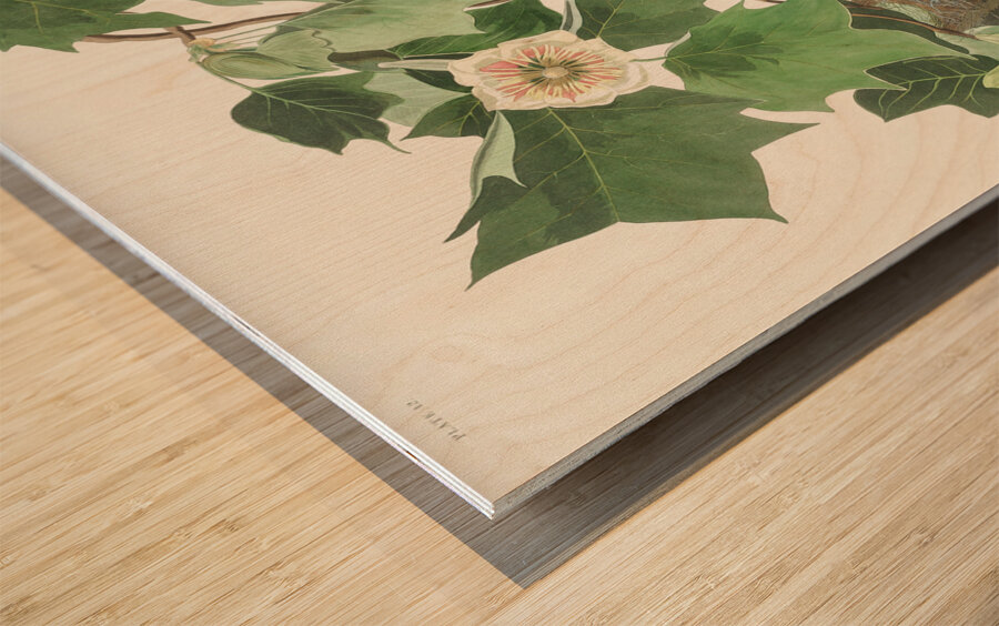 Baltimore Oriole Wood print