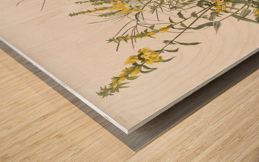 Meadow Lark Wood print
