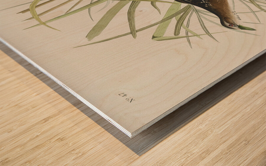 Sora or Rail Wood print