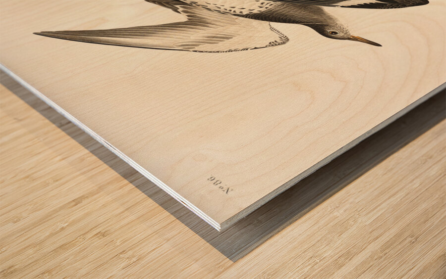 Townsends Sandpiper Wood print