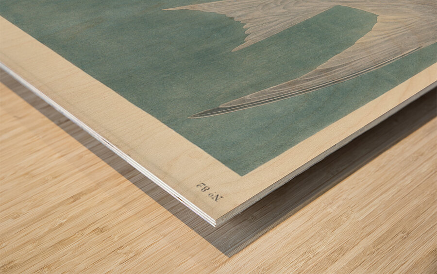 Lenaida Dove Wood print