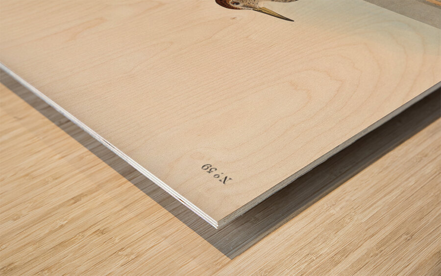 Pectoral Sandpiper Wood print