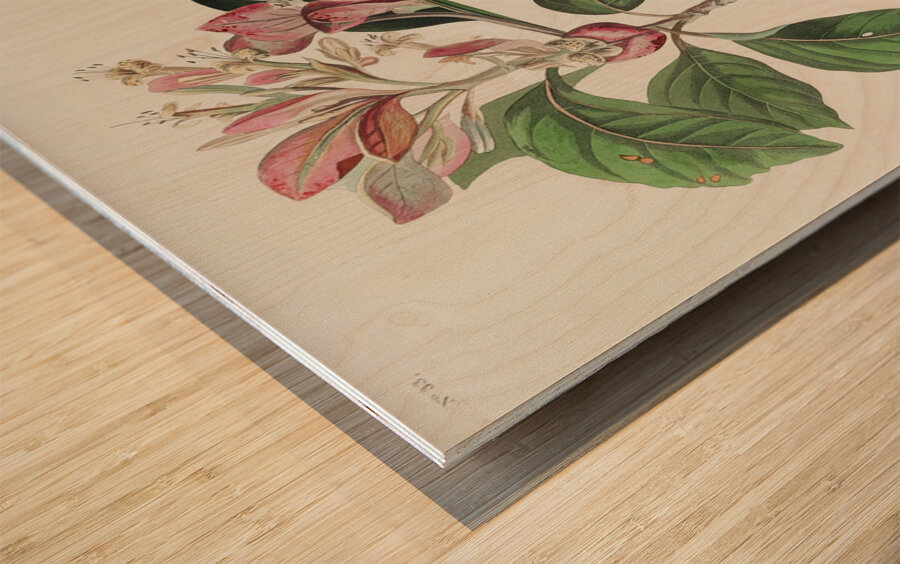 Bachmans Finch Wood print