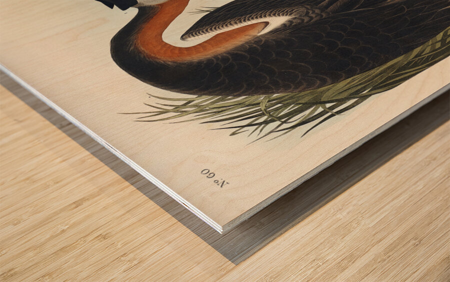 Red-necked Grebe Wood print