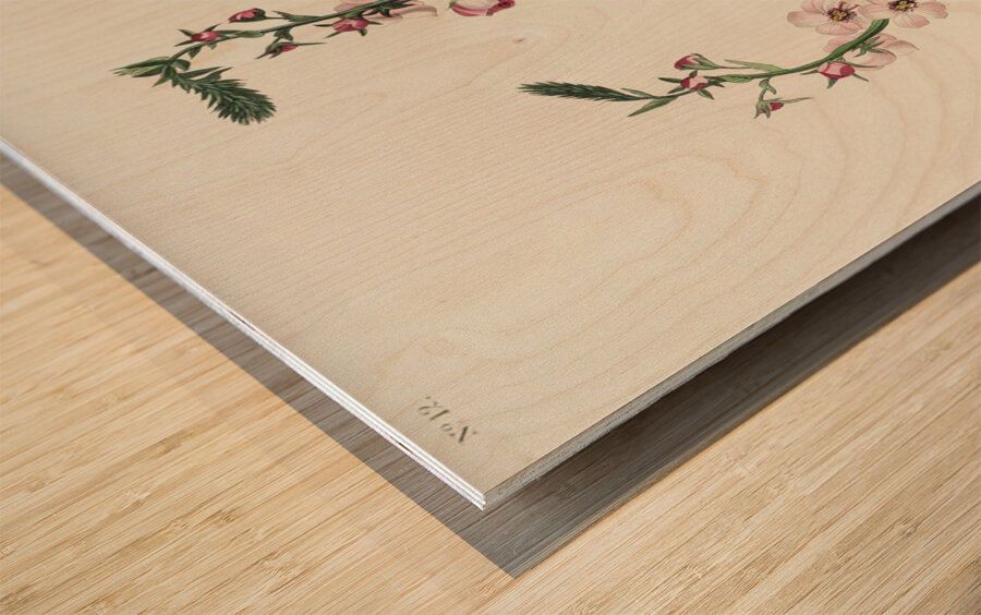 Chestnut-sided Warbler Wood print