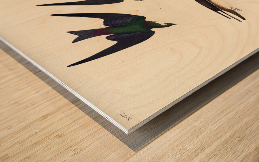 Bank Swallow and Violet-green Swallow Wood print