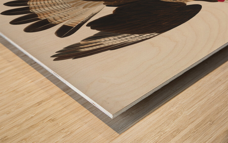 Brasilian Caracara Eagle Wood print