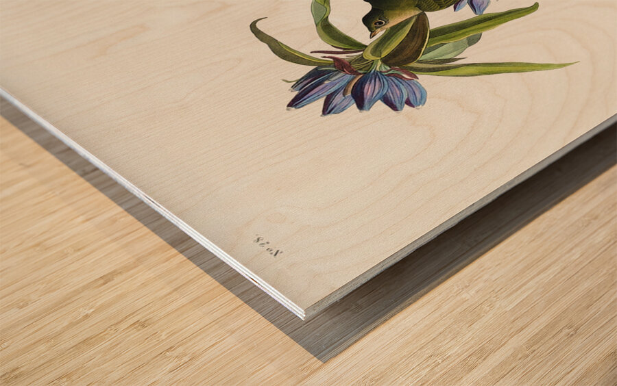 Connecticut Warbler Wood print