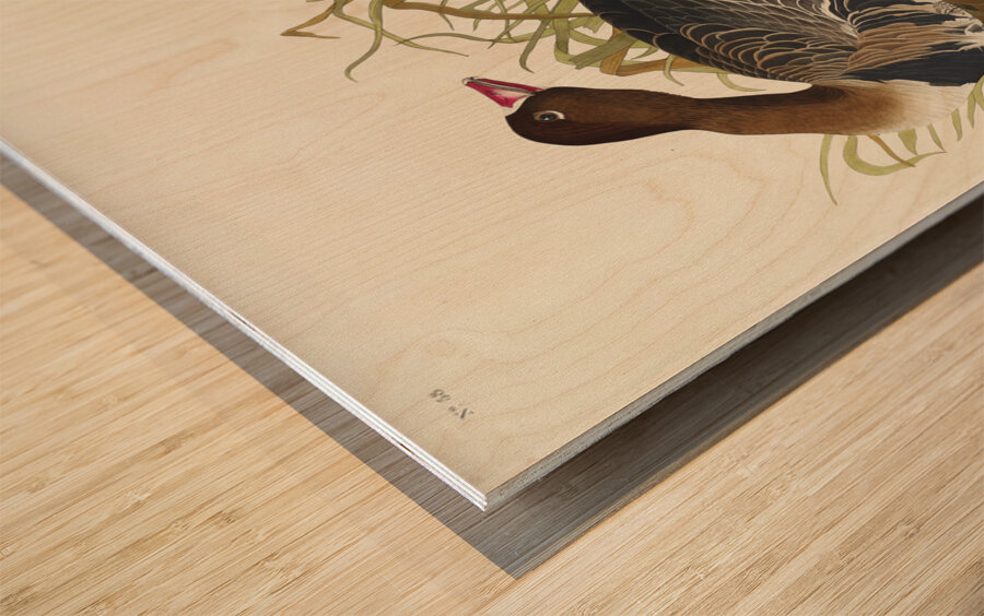 White-fronted Goose Wood print