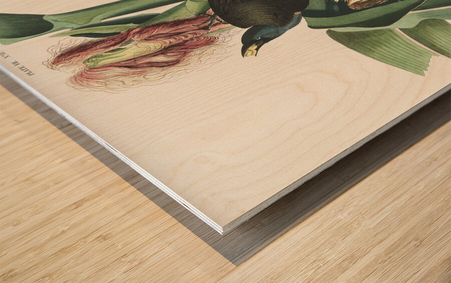 Purple Grakle or Common Crow Blackbird Wood print