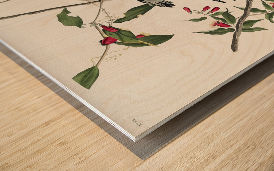 Downy Woodpecker Wood print