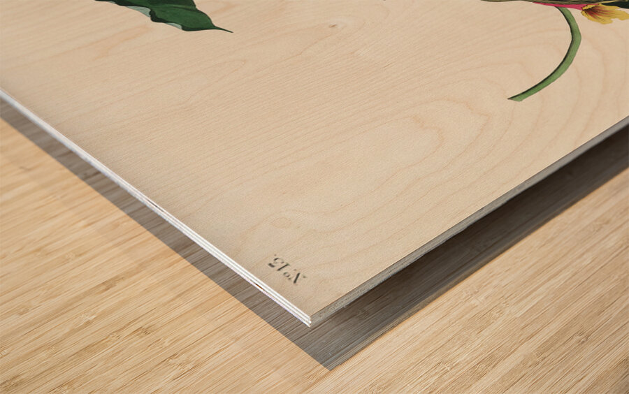 Rathbone Warbler Wood print