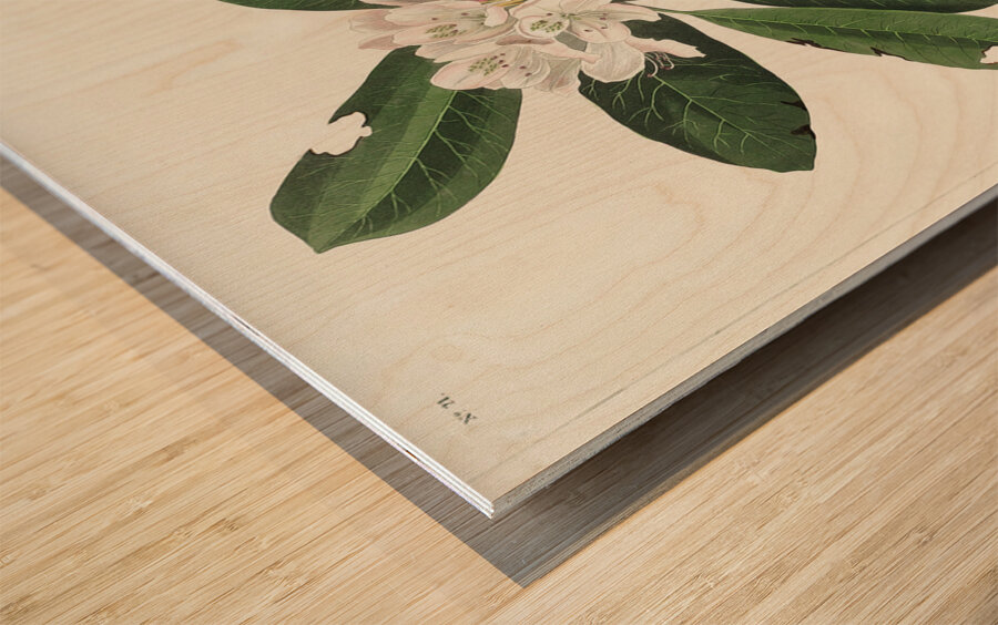 Canada Warbler Wood print