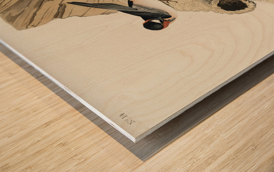 Republican or Cliff Swallow Wood print