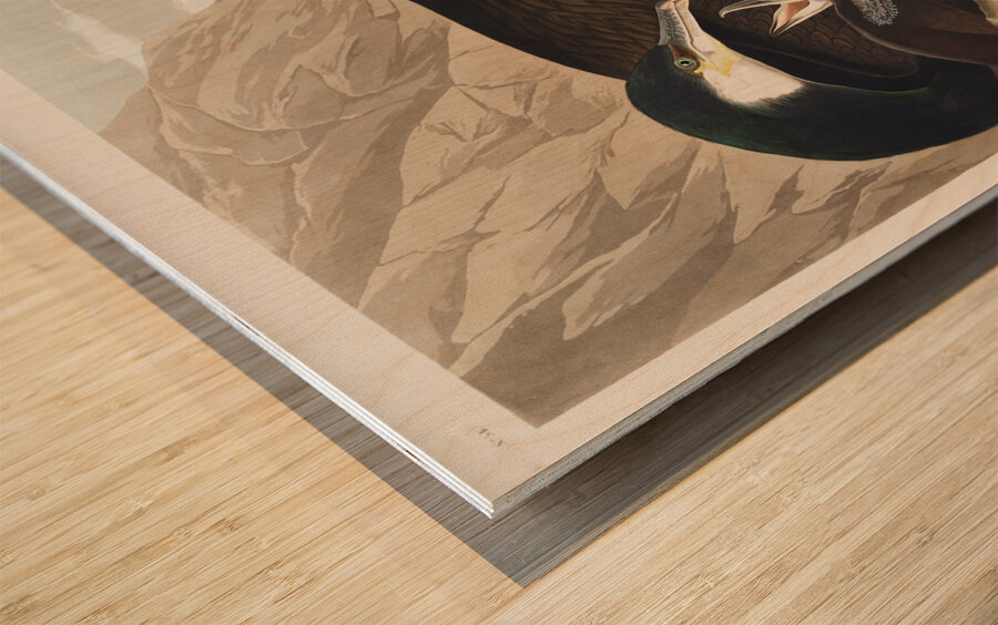 Common Cormorant Wood print